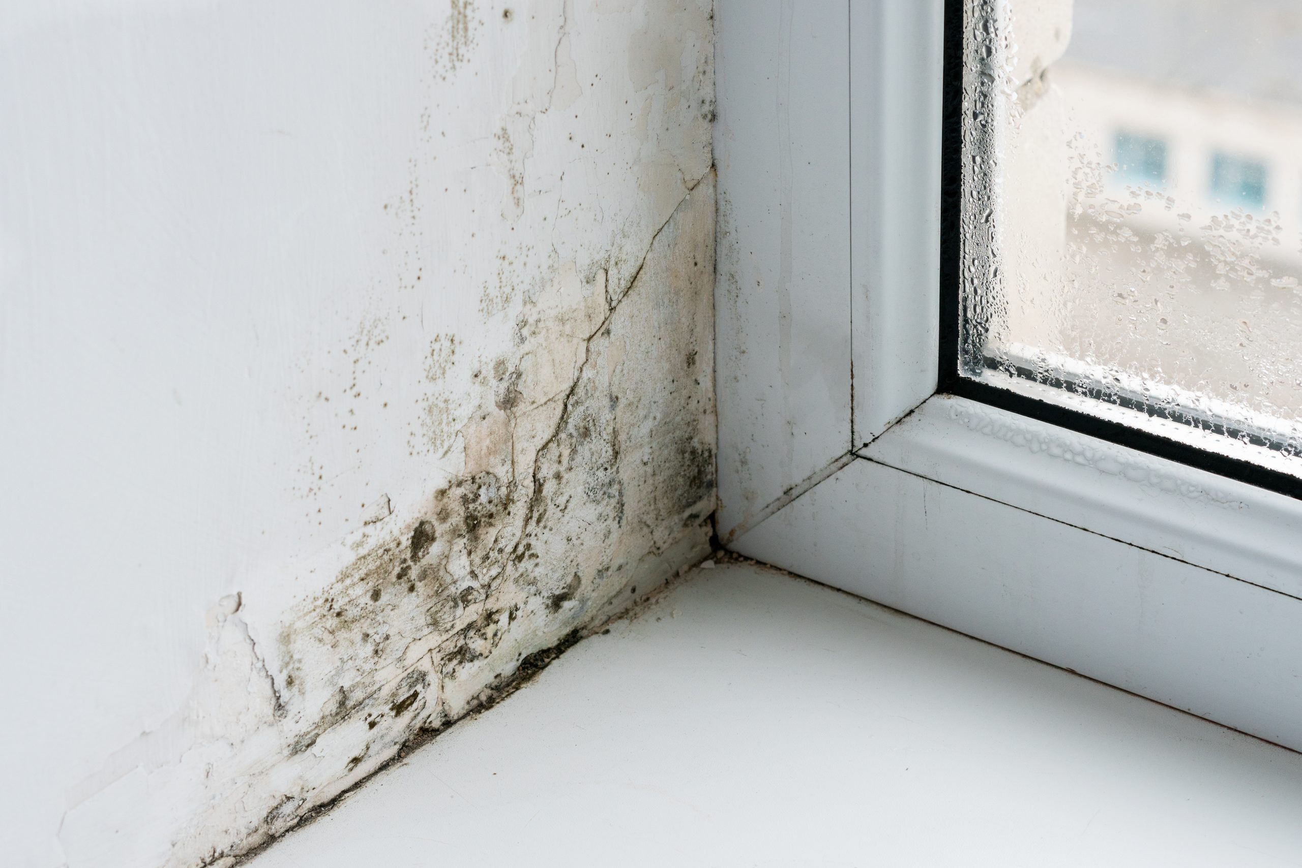 Mold,In,The,Corner,Of,The,Plastic,Windows. aide passoire thermique